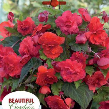Red Glory