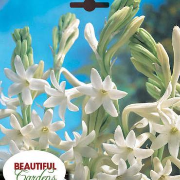 tuberosa