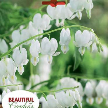 Spectabilis Alba