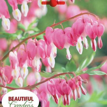 Spectabilis