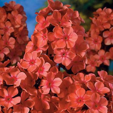 Orange Perfection