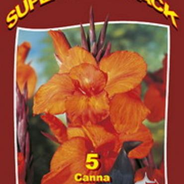 Canna Tall Wyoming 15x4