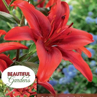 County Red
