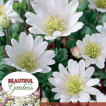 White Splendour