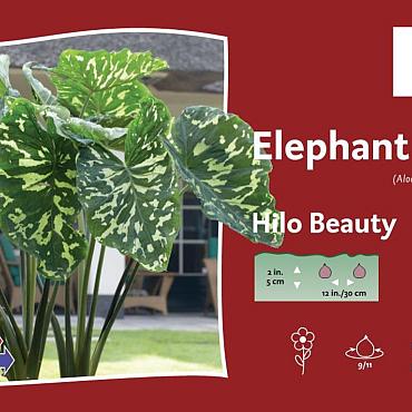 Hilo Beauty