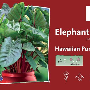 Hawaiian Punch