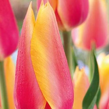 Blushing Beauty
