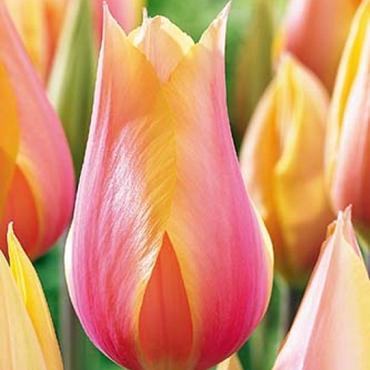 Blushing Lady