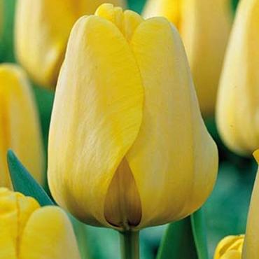 Golden Apeldoorn
