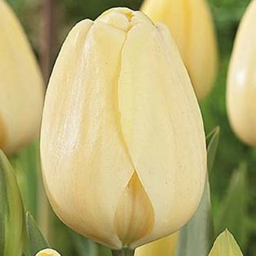 Ivory Floradale