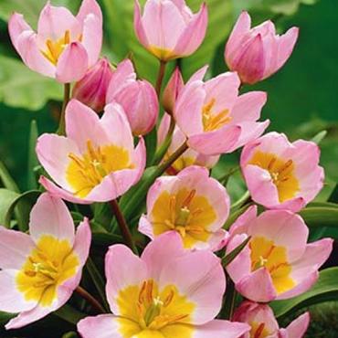 Bakeri Lilac Wonder