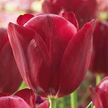 National Velvet