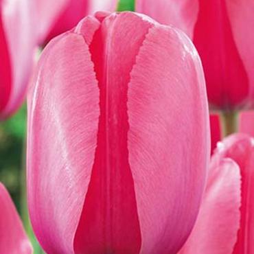 Pink Impression