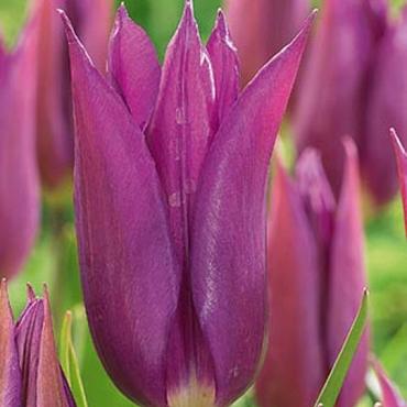 Purple Dream