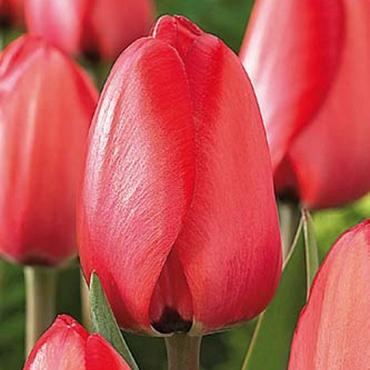 Red Impression