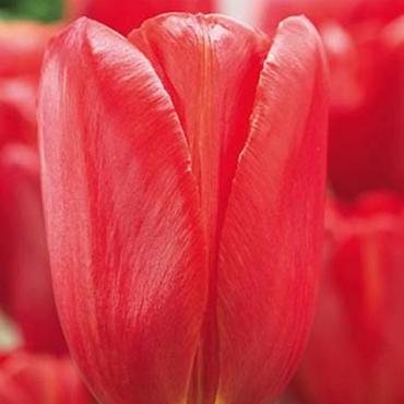 Sky High Scarlet
