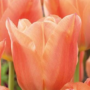 Stunning Apricot