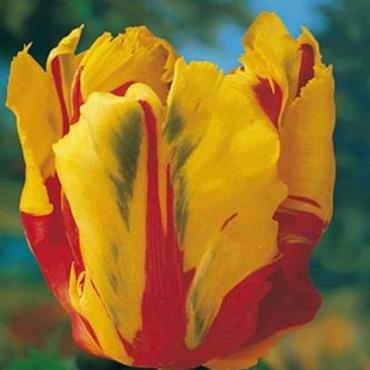 Texas Flame