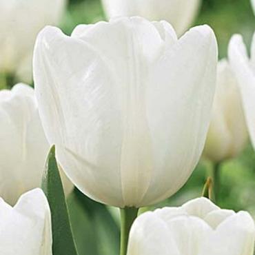 White Dream