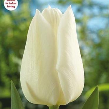White Marvel