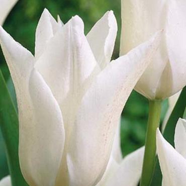 White Triumphator