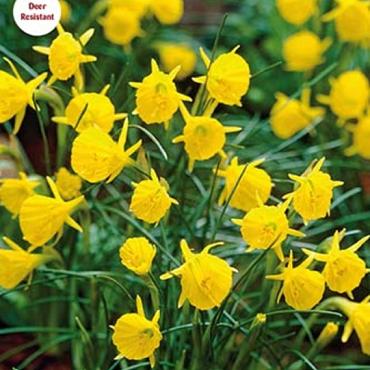 Golden Bells