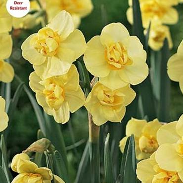 Yellow Cheerfulness