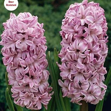 Splendid Cornelia