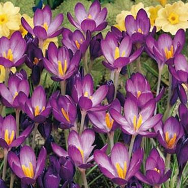 Whitewell Purple