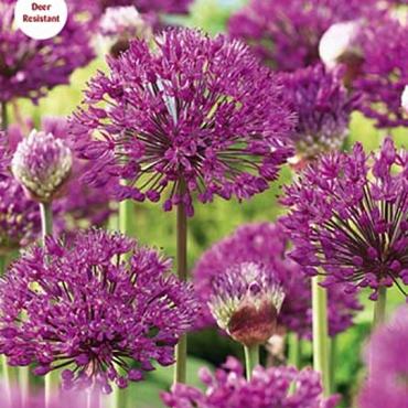 Purple Sensation