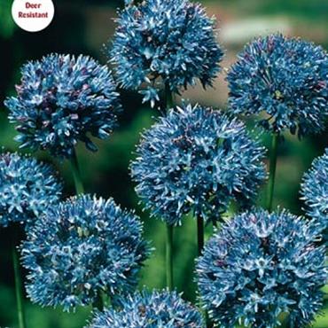 caeruleum (Azureum)