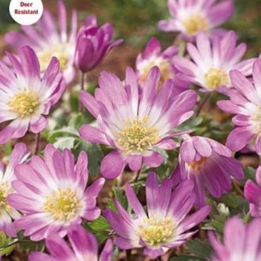 Pink Star