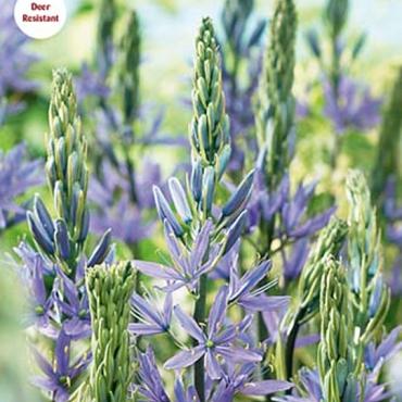 Caerulea