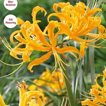 Yellow Spider