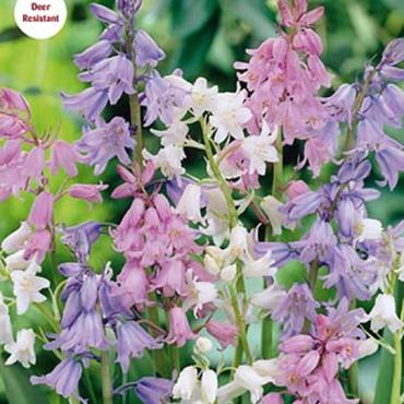 campanulata Mixed