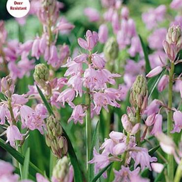 campanulata Pink