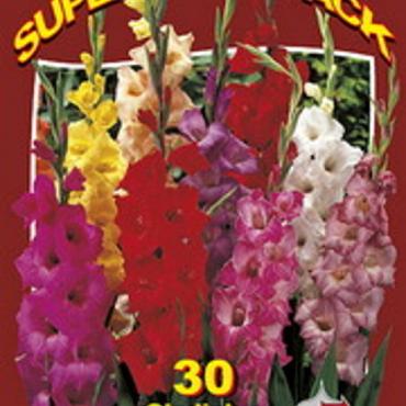 Gladiolus Mix 15x30