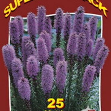 Liatris Spicata Blue 20x25