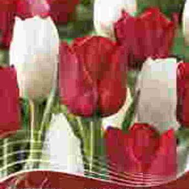 My Funny Valentine
