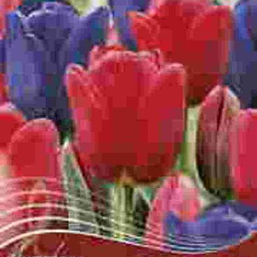 Rhapsody in Blue