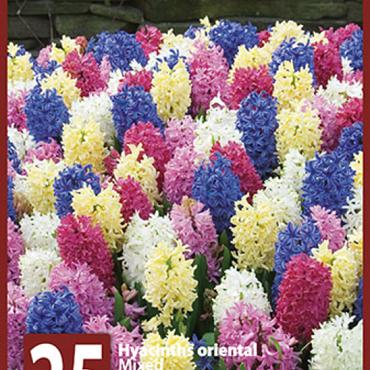 Mixed Hyacinths 10x15