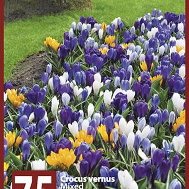 Mixed Crocus 10x75