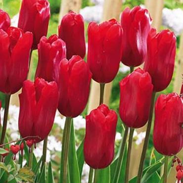 Red Proud