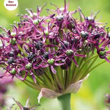 atropurpureum