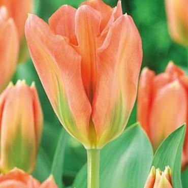 Apricot Emperor