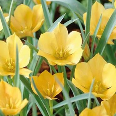 Batalinii Bright Gem