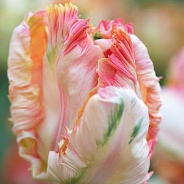 Apricot Parrot