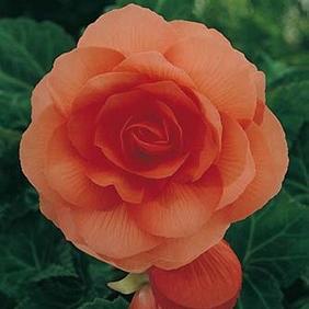 Double Camelia Orange