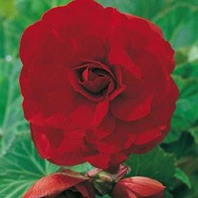 Double Camelia Red