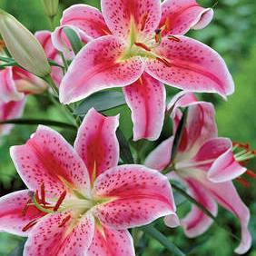 Stargazer